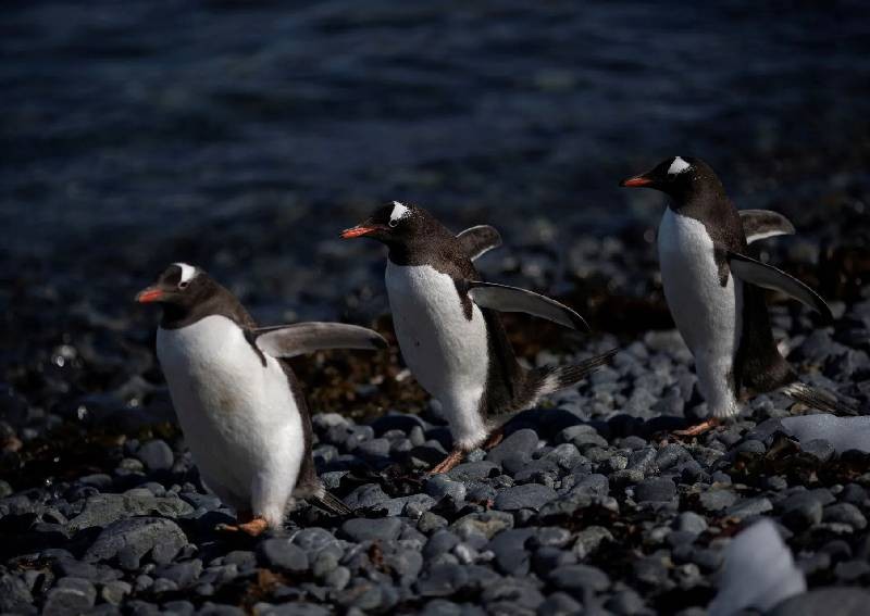 Bird flu found in penguins near Antarctica, 200 chicks dead