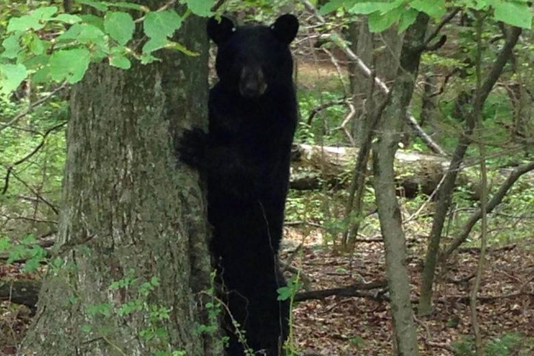 Canada says bear poaching network is broken up