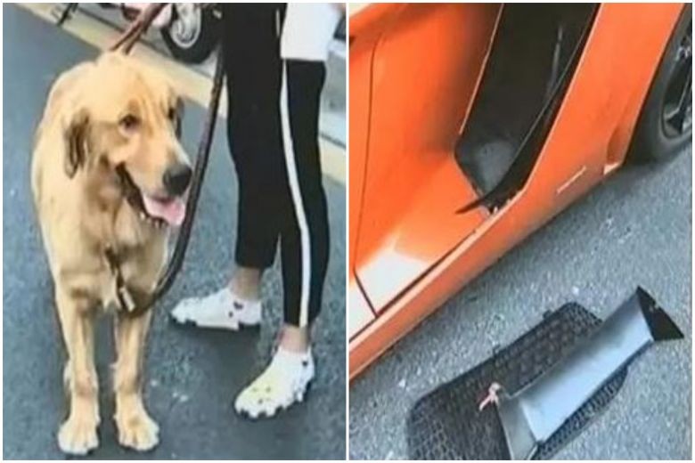 Dog owner in China pays $9,000 in compensation - to Lamborghini driver who hit her dog