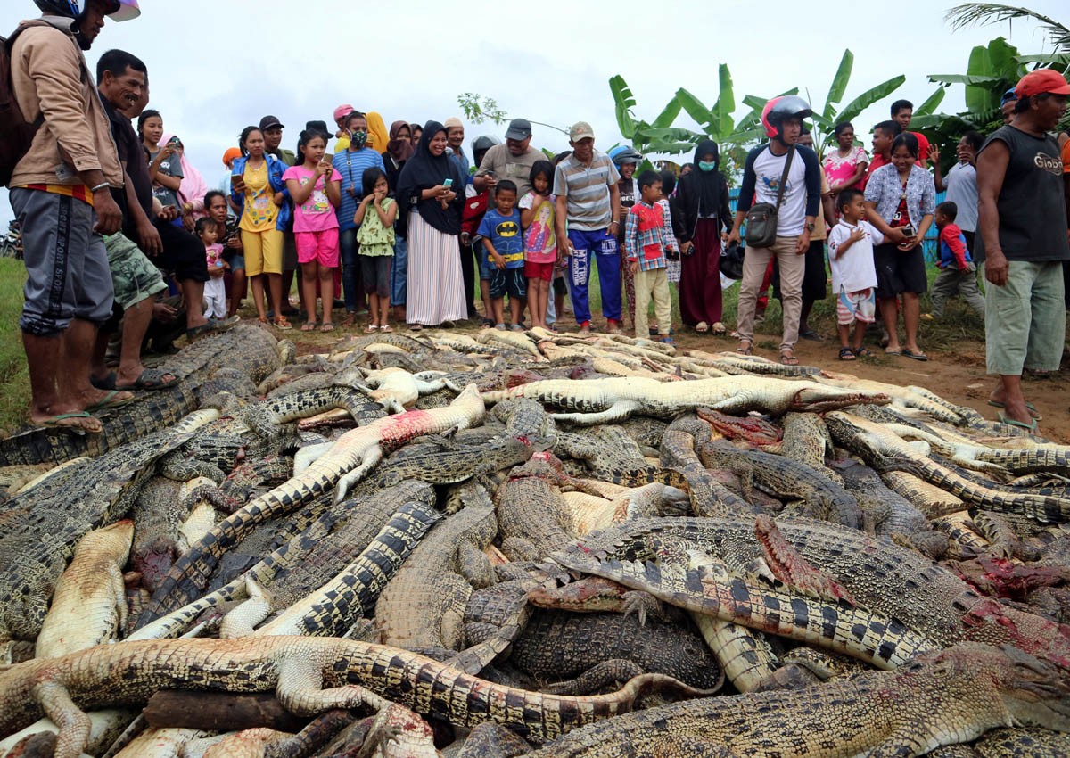 Indonesian mob slaughters 'hundreds' of crocodiles in revenge attack