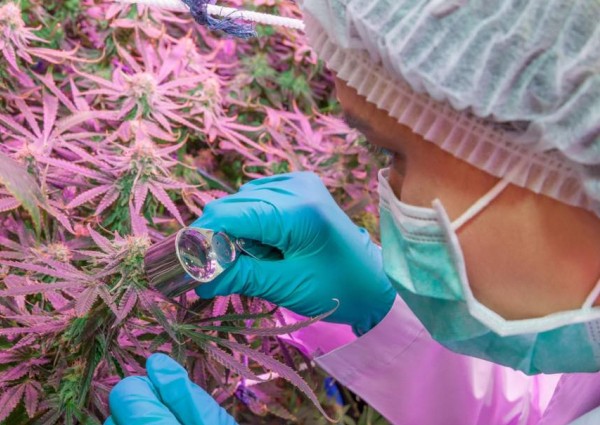 Cannabis among top priorities for new Thai government