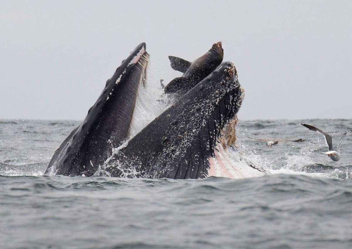 Rare photo captures sea lion falling into mouth of whale