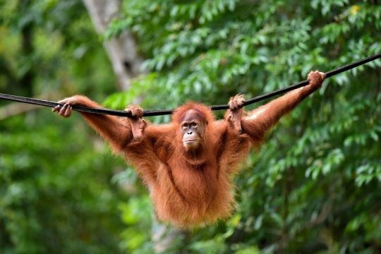 Orang utan numbers drop as much as 30 per cent in Malaysian palm oil estate forests, says WWF