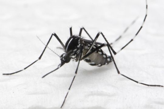 Buzz off: Breakthrough technique eradicates dengue mosquitoes