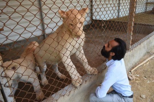 Big cats of Instagram: Pakistani elite's love of exotic wildlife