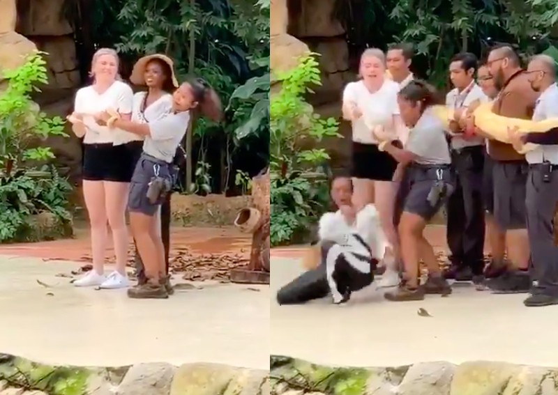 No joke: Woman gets a big sss-scare at Singapore Zoo