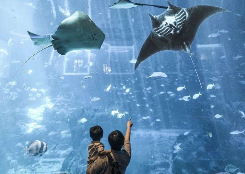 $29 for 1-day ticket to S.E.A. Aquarium