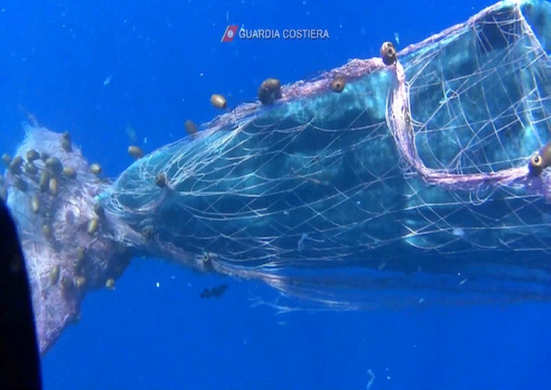 Italian coastguard divers struggle to free sperm whale from fishing net