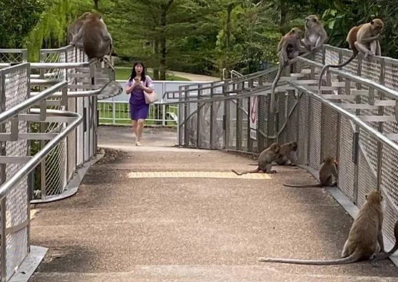Punggol residents fear attack by macaques ‘sooner than later’, as monkeys steal from bakery and supermarket