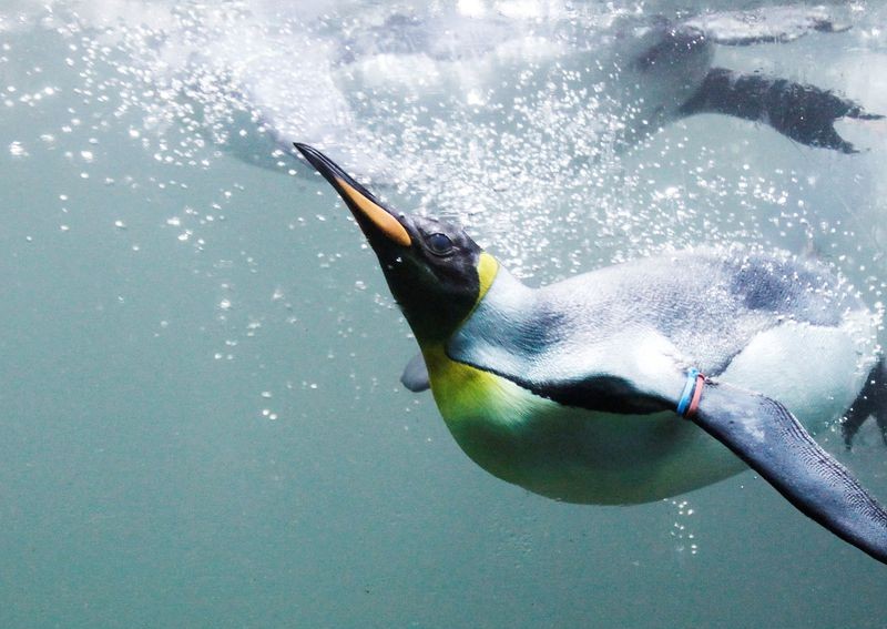 Scientists uncover history of 'ridiculously charming' penguins