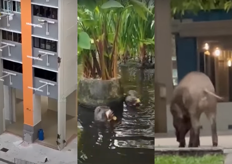Can HDB’s environmental impact studies help us better understand recent wildlife home invasions?
