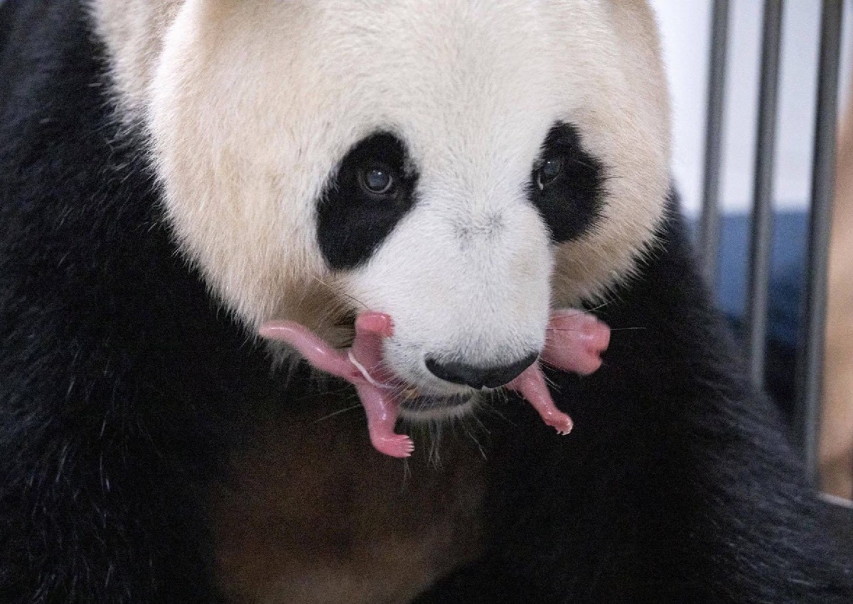 South Korean zoo welcomes giant panda twins