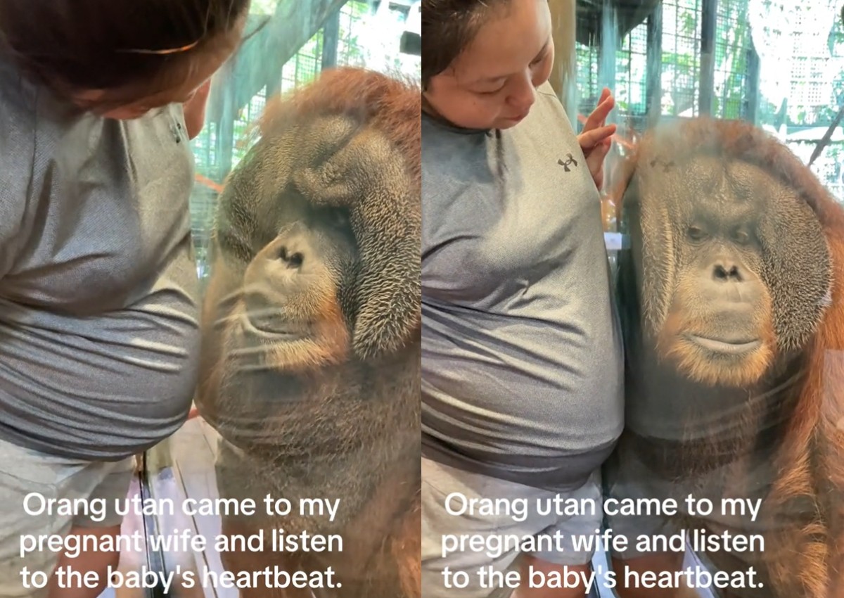 This made my day: Orangutan listens to visitor's baby bump at Singapore Zoo