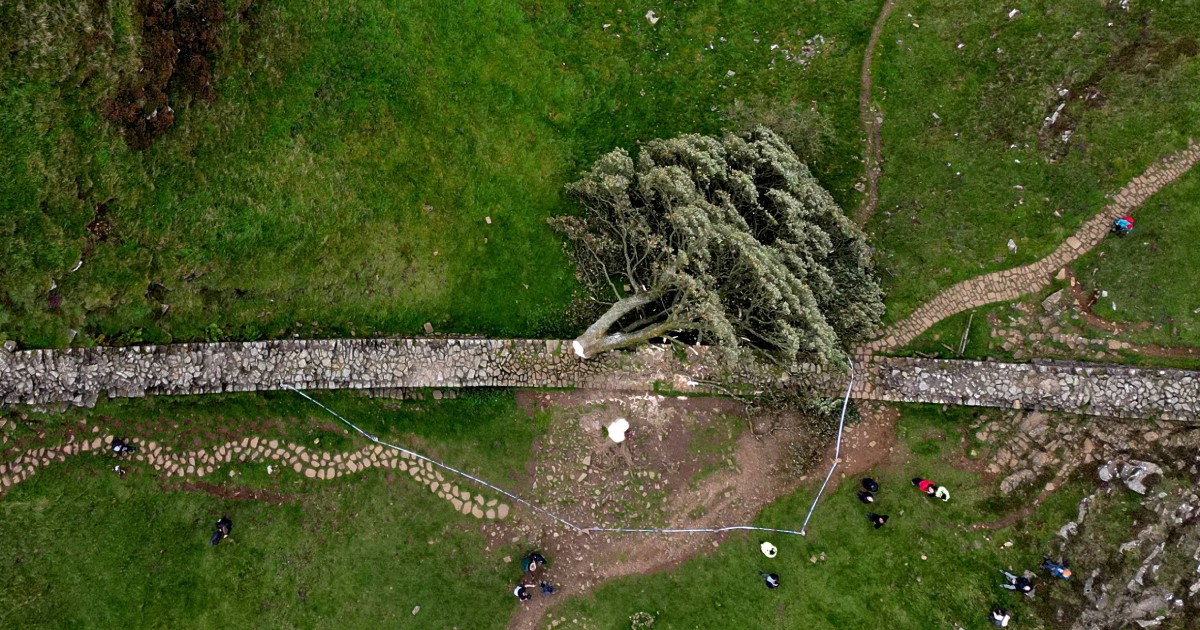 Men jailed for felling Britain's iconic 'Sycamore Gap' tree