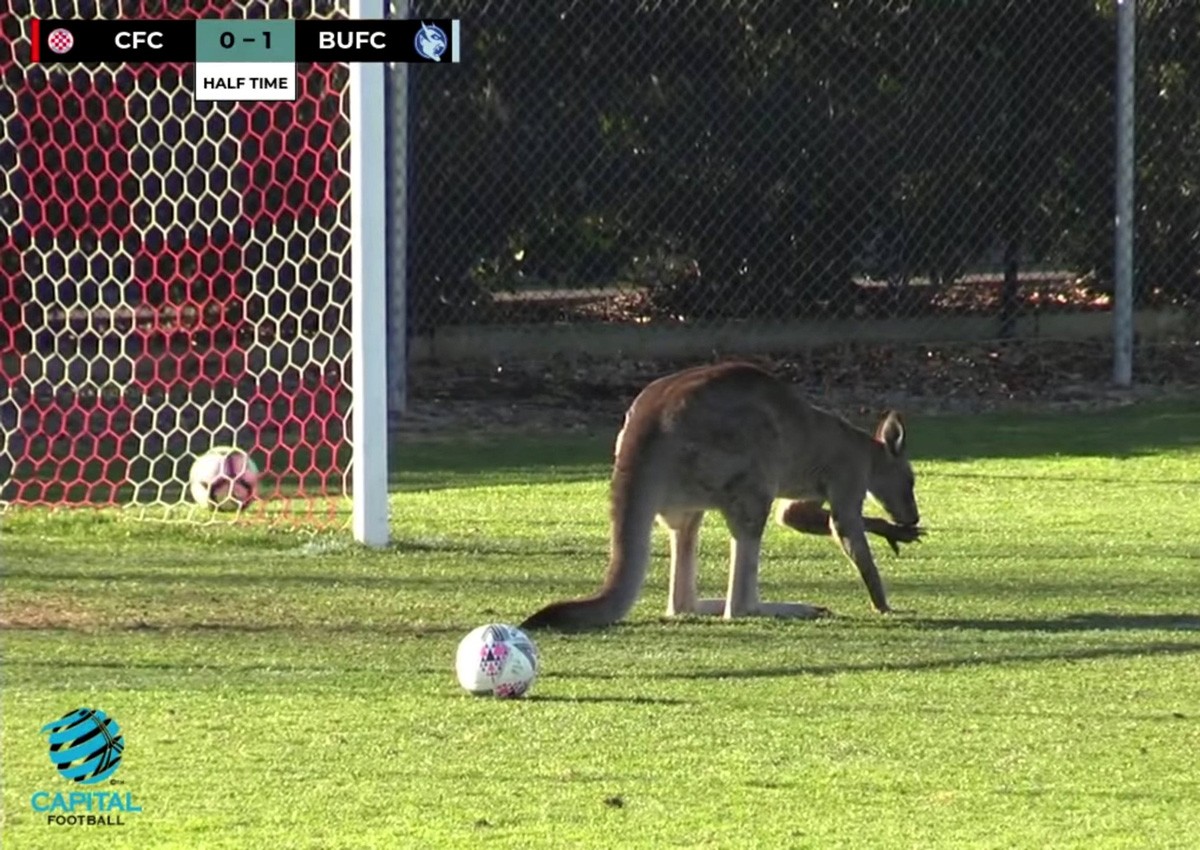 Kangaroo halts play in Australian football match