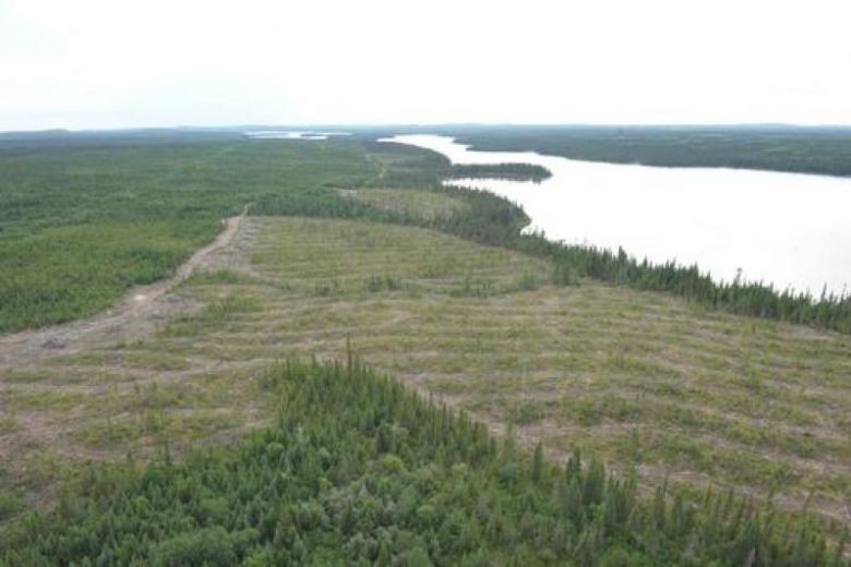 Earth's intact forests vanishing at accelerating pace: scientists