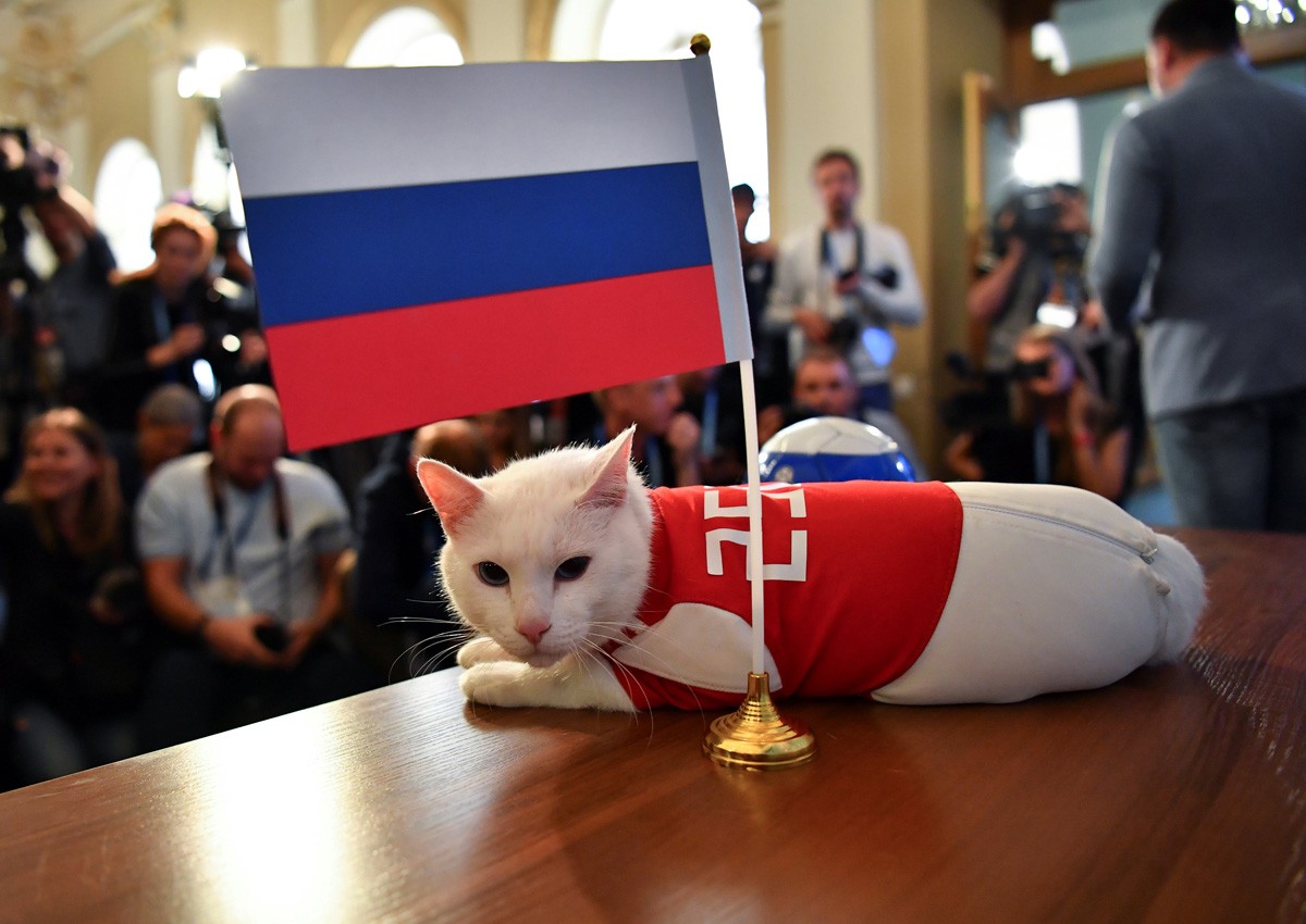 Russia's psychic cat Achilles picks home team for World Cup opener