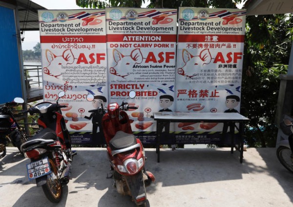 Laos confirms first cases of African swine fever