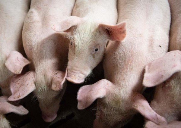 China halts Canadian meat exports over false certificates