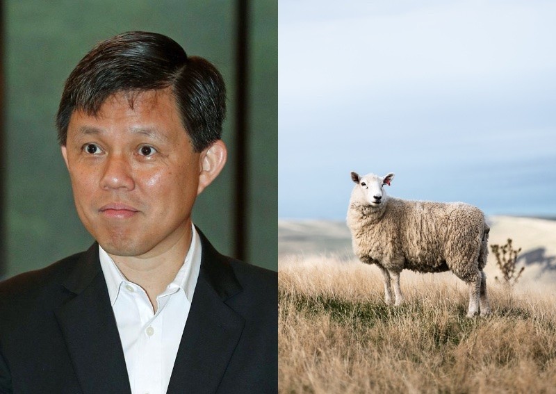 Chan Chun Sing laughs at his verbal slip after netizens point out that cotton does not come from sheep