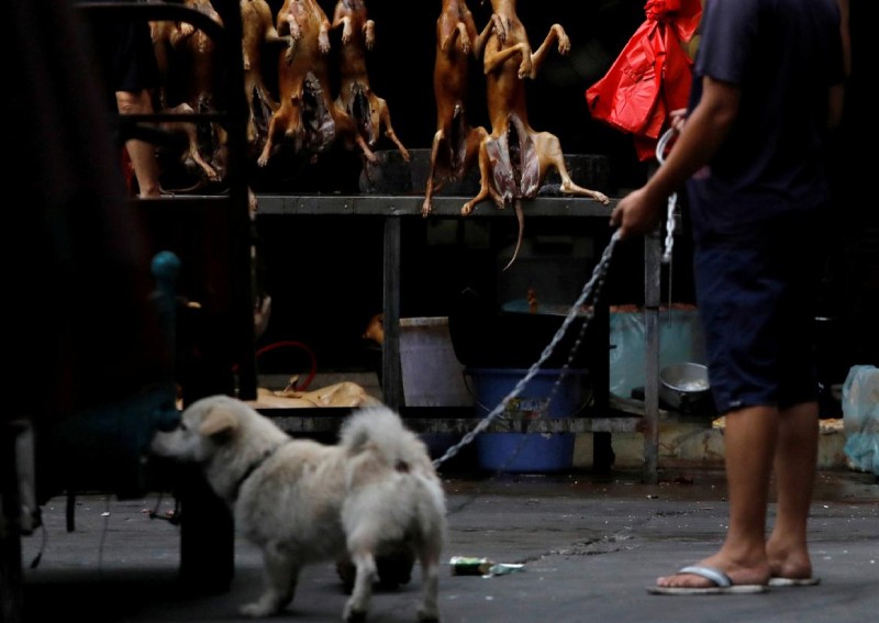 China's annual dog-meat fair opens; activists hope for last time