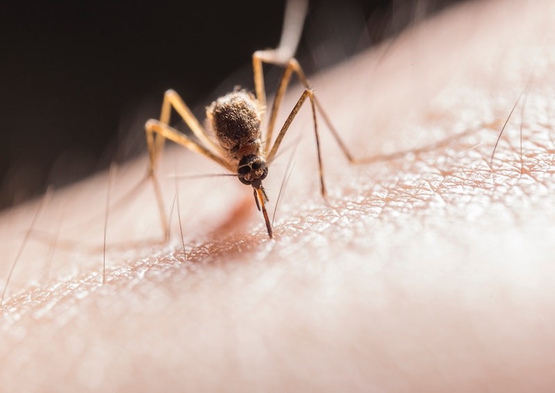 3 affordable ways to prevent dengue fever amidst the rising infections