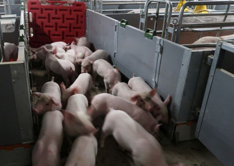 Chinese researchers warn of new virus in pigs with human pandemic risk