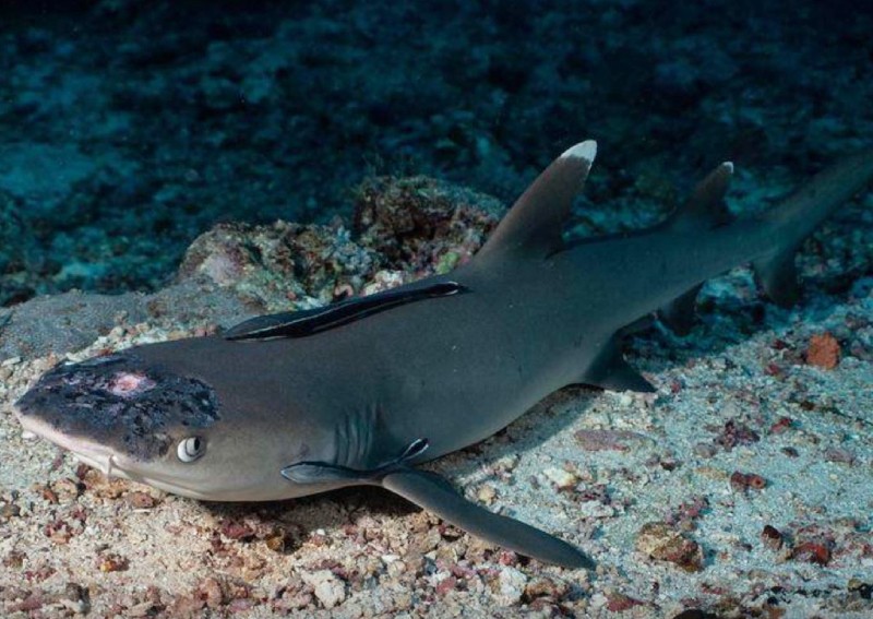 Malaysia's reef sharks stricken with mystery skin disease