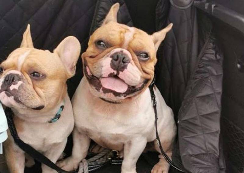 2 dogs died after trainer forgot they were in car boot