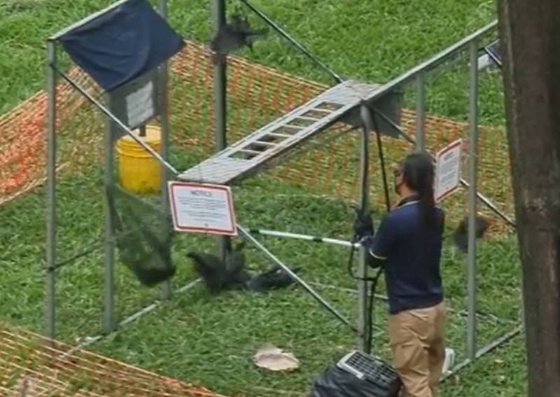 'Grim reaper' of crows: Man uses large trap to catch birds at HDB estate