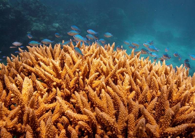 Australian scientists develop model to spot soft corals most at risk of bleaching