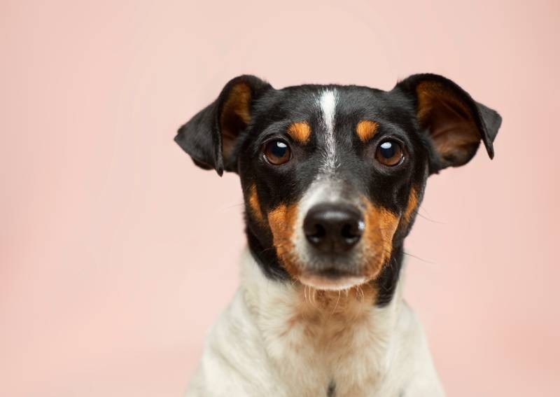 Is it worth getting pet insurance for your dog?