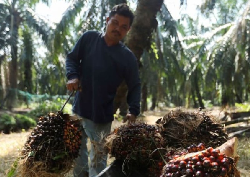 Malaysia to scrap subsidies for some cooking oil products