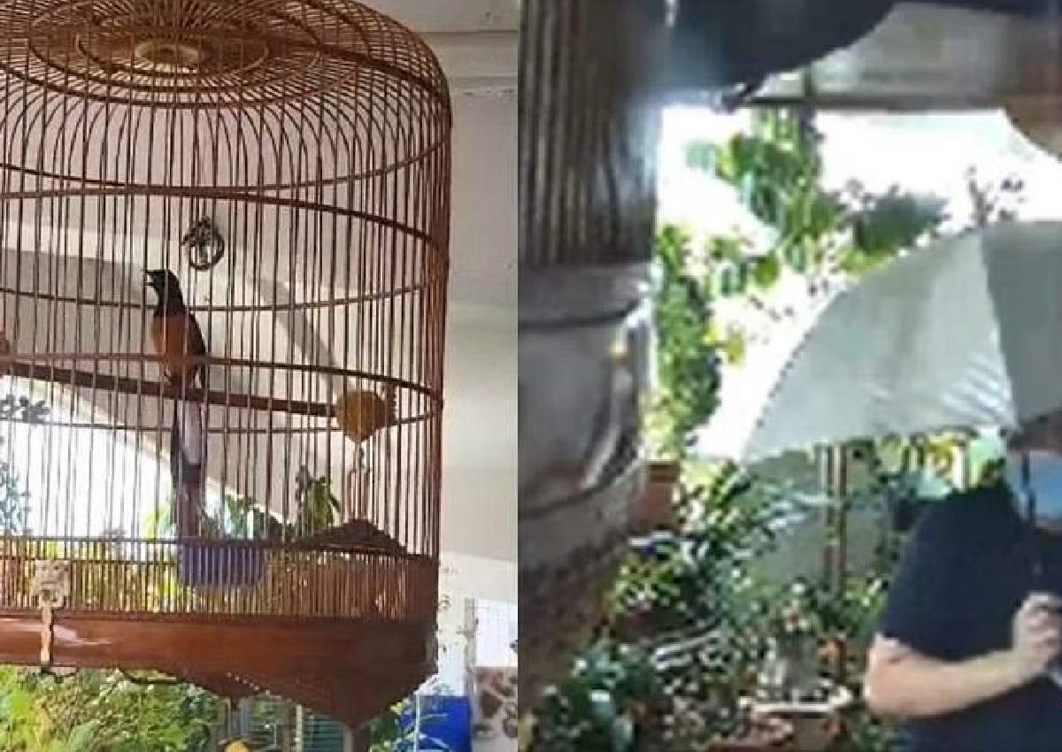 Caught on camera: Masked man steals pet birds worth $1,000
