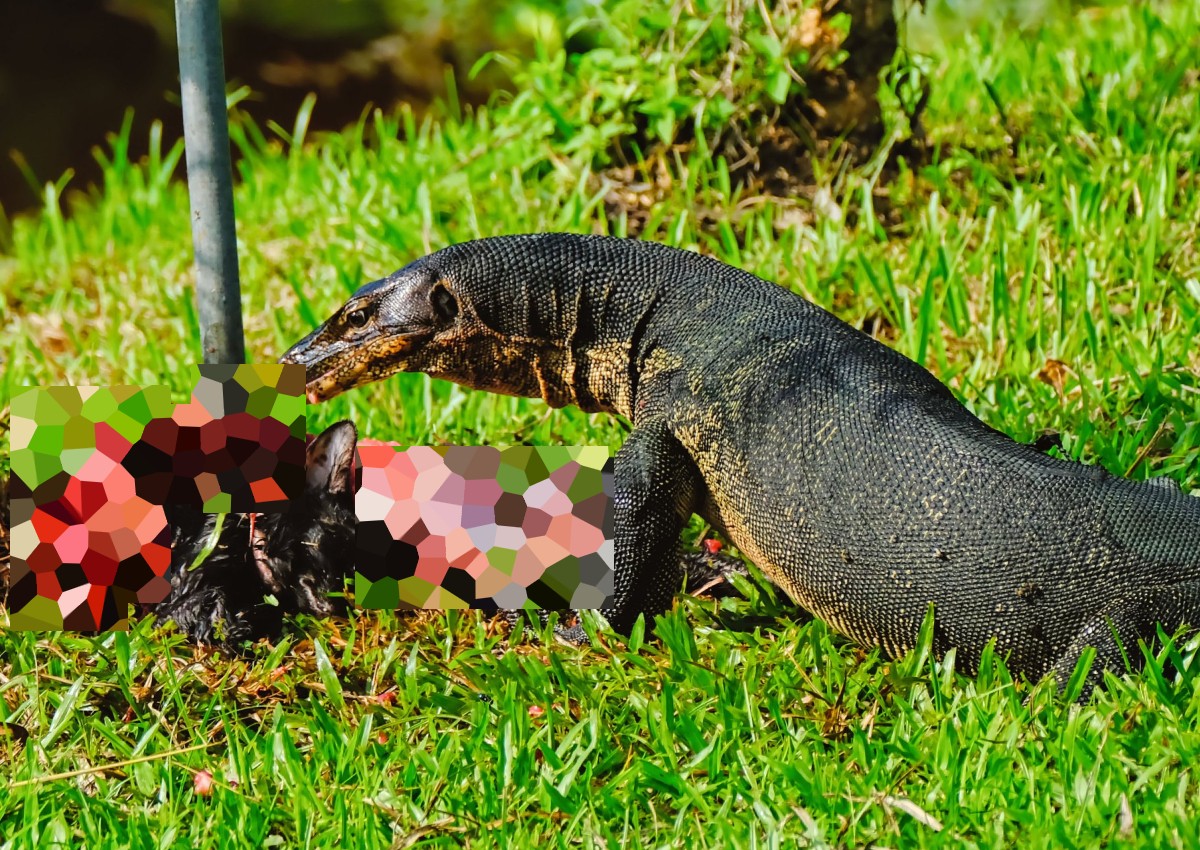 Monitor lizard spotted feasting on cat carcass at Tampines park