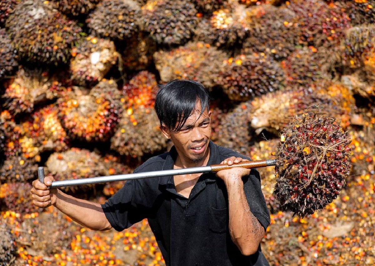 Indonesia, Malaysia aim to fight 'discrimination' against palm oil