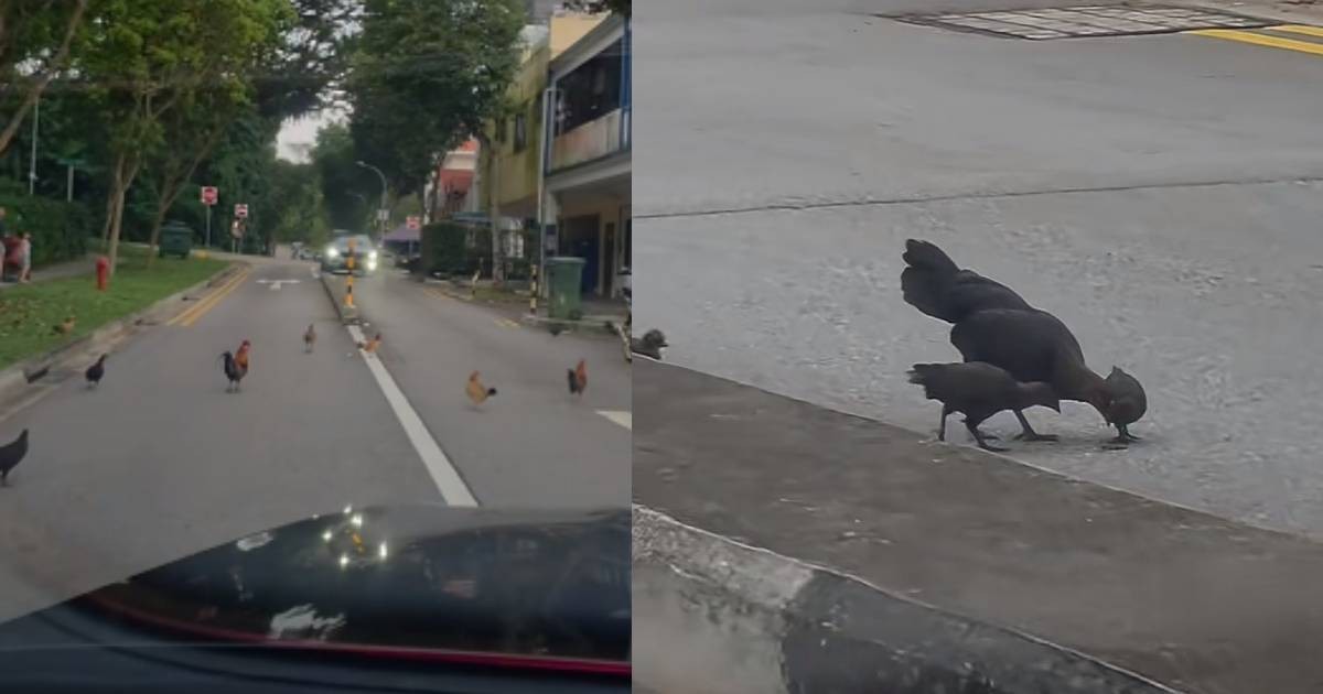 Mount Faber residents say chickens crowing feels like an 'alarm clock', evoking kampung atmosphere