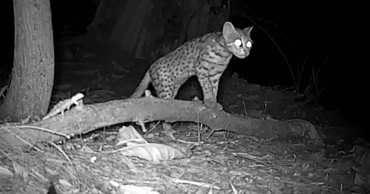 Critically endangered leopard cats in Changi to be relocated from second half of 2026