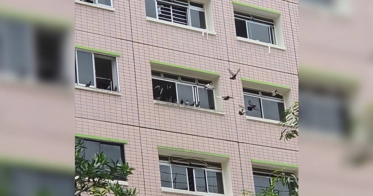 'Her home is like a buffet to them': Residents say woman's daily pigeon feeding causing problems in Chai Chee estate