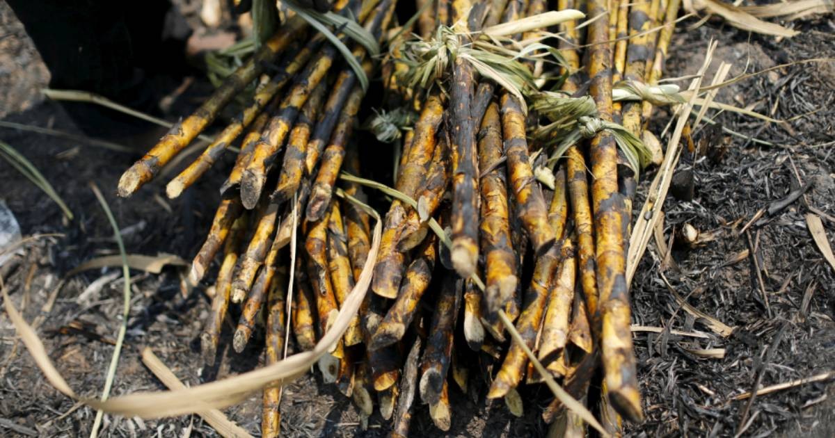 Hot weather hurts Asian crops as powerful El Nino takes shape