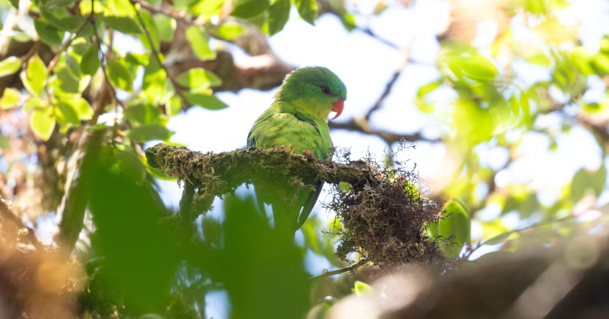 Indonesian parrot, seen once in a century, reappears in mountain forest