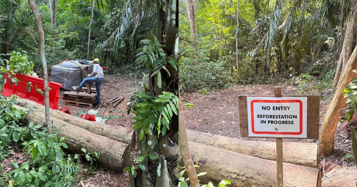 Area in Central Catchment Nature Reserve illegally cleared; NParks investigating