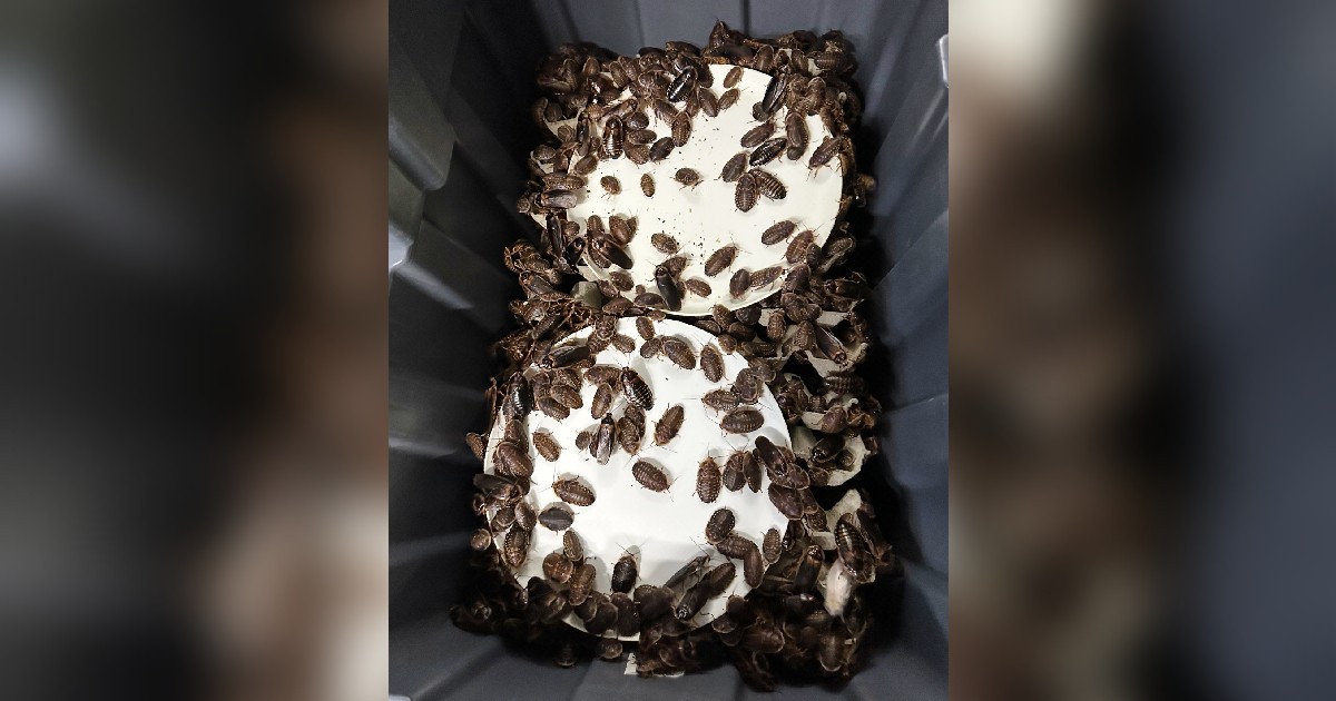 Australian cockroach kingpin caught with 100,000 illegal insects in record bug bust