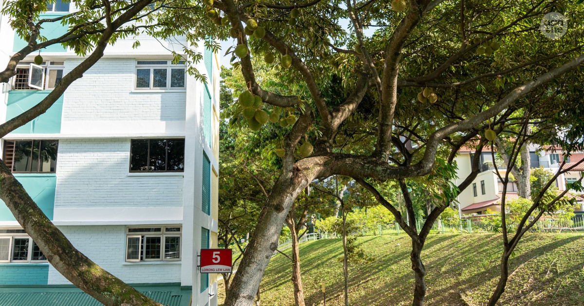 Don't pick the durians, says town council, as durian trees bloom at Lorong Lew Lian