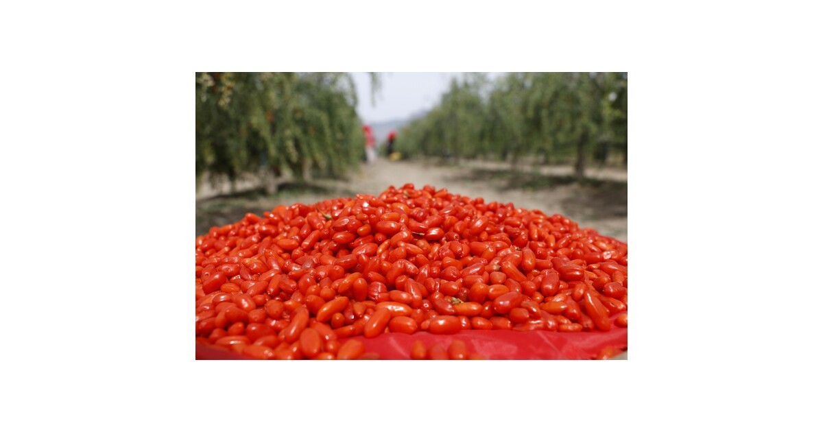 From Ancient Delicacy to Global Trend: The Industrial Upgrade and Global Journey of Ningxia Goji Berries