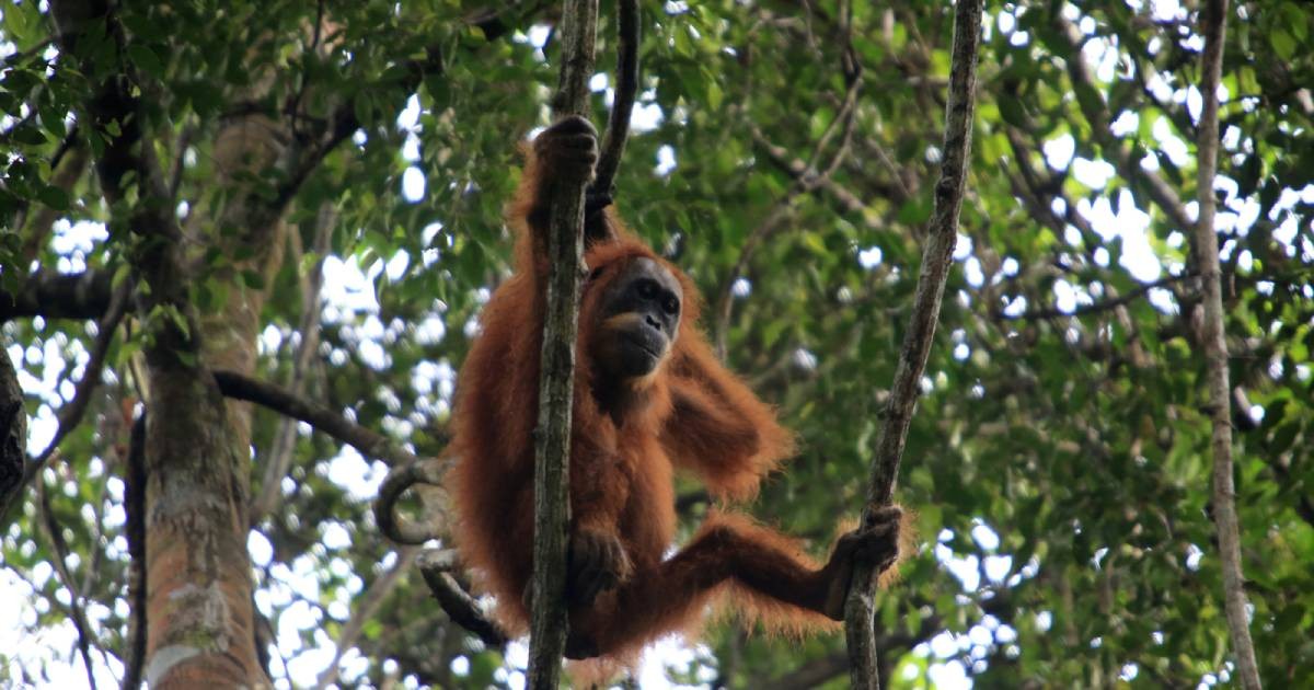 Deadly Indonesia floods wiped out at least 7% of rare orangutan population, report says