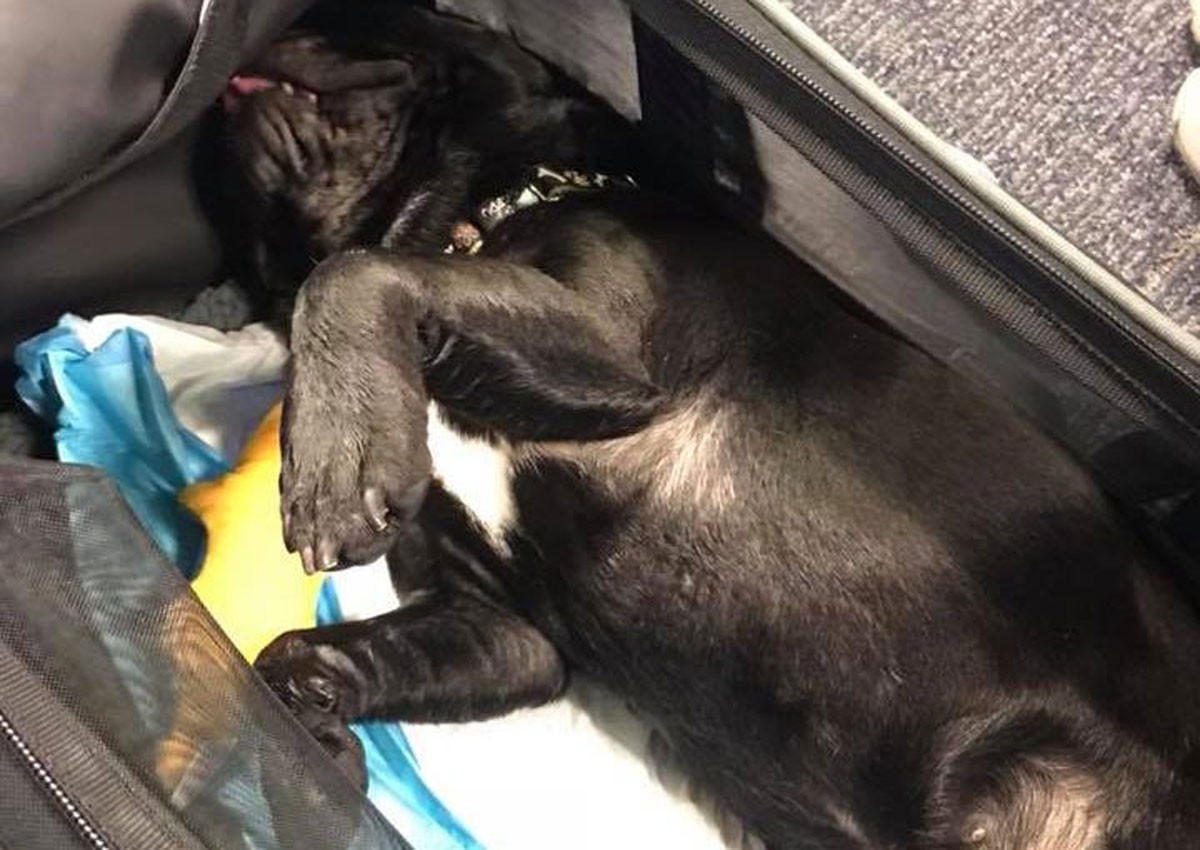 Dog dies on United Airlines flight after staff places it in overhead storage compartment