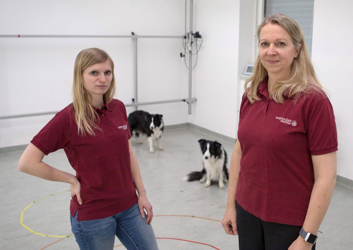 Video games may help ageing pooches stay mentally nimble