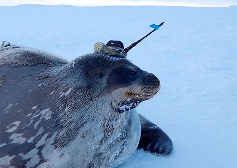 Seals help Japanese researchers collect data under Antarctic ice