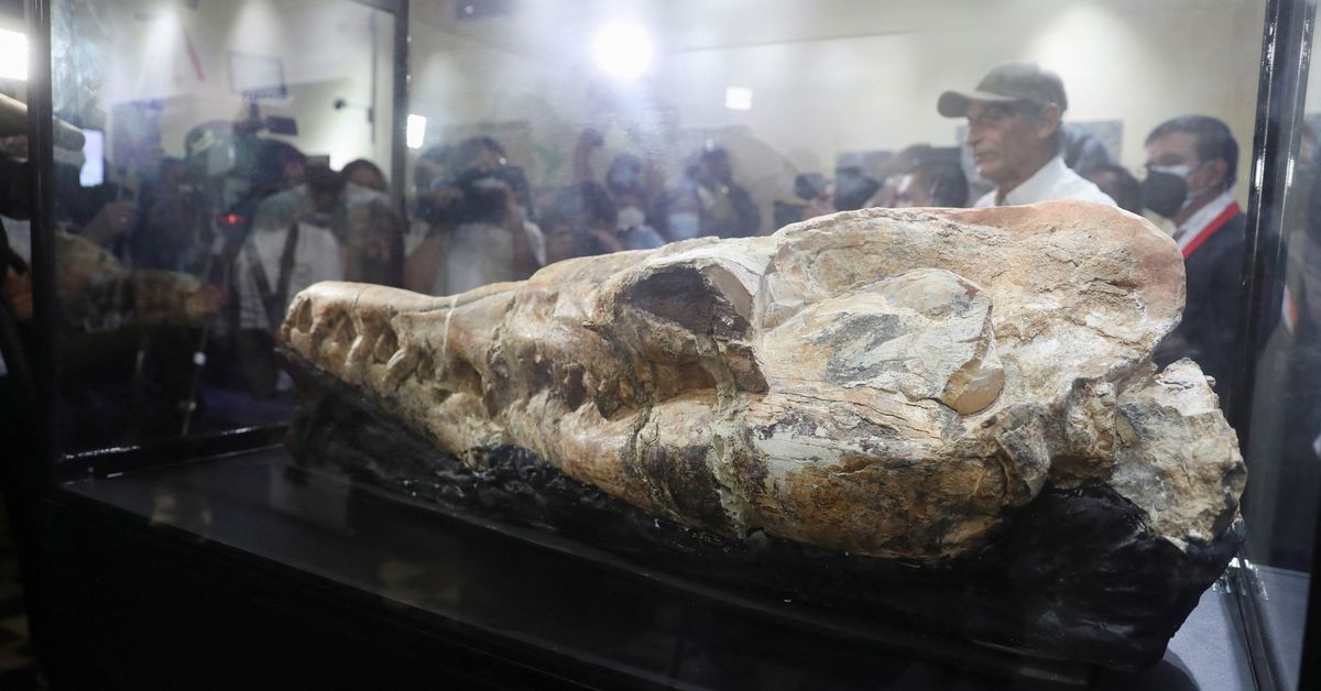 Skull of 36-million-year-old 'marine monster' discovered in Peru